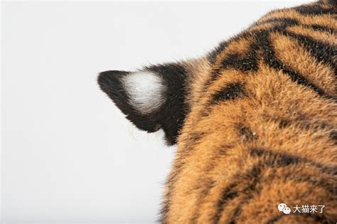 老虎屬性 耳朵面相學